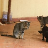Maus-tratos a gatos em condomínios: passo a passo para denunciar ao MPPB